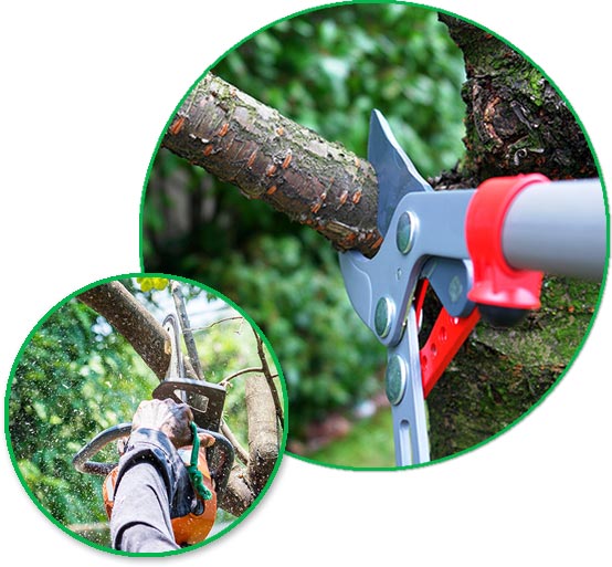 cutting branches