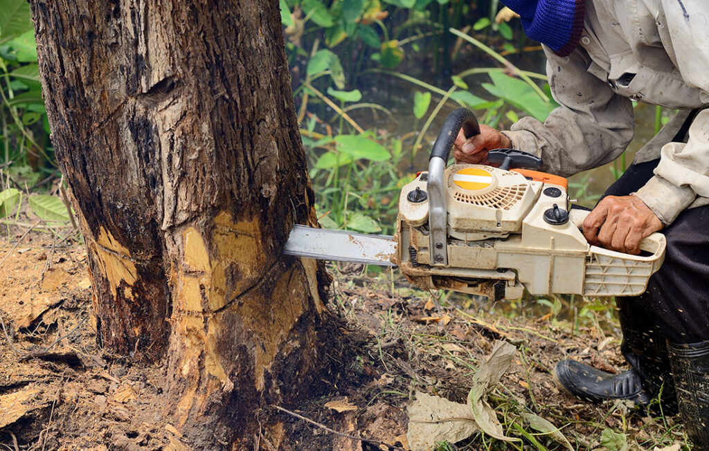 Ohio-Tree-Blog-Q1-Tree-Removal.