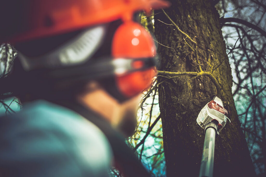 Ohio-Tree-Blog-Q2-Tree-Trimming